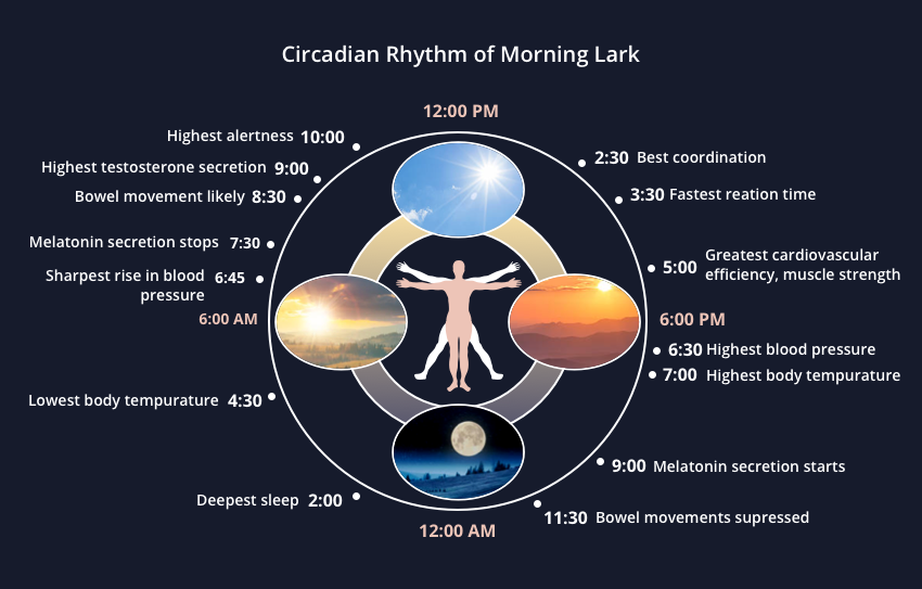 The hormones that get released based on the circadian rhythm and how it impacts various aspects of the body including alertness, reaction time, and even bowl movements