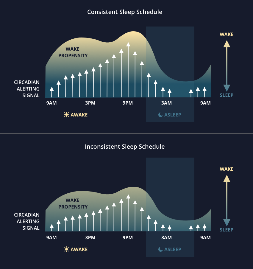 Keeping A Regular Sleep Schedule SleepSpace