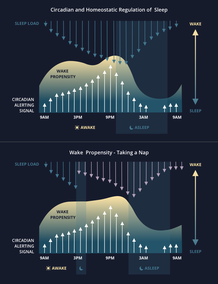 Napping The Science Behind Good Naps And The 5 Nap Types 