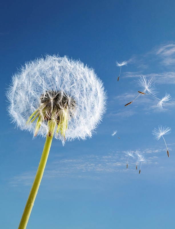 Imagery for the diaphragmatic breathing, or belly breathing, meditation that includes a dandelion blowing in the wind.