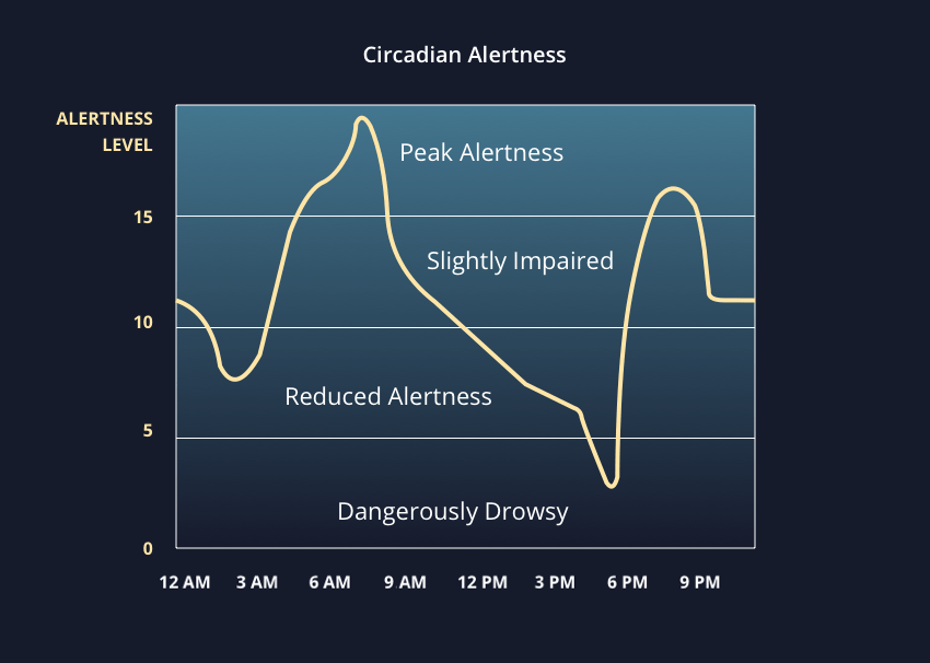 Circadian rhythm of a morning lark based on alertness and time of day